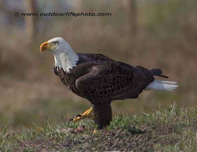 bald eagle